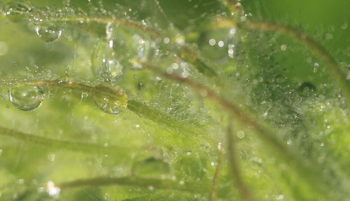 Full frame shot of raindrops on leaves