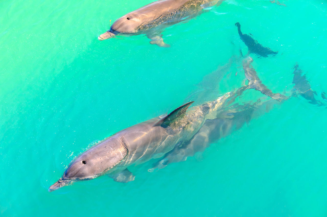 HIGH ANGLE VIEW OF FISH SWIMMING UNDERWATER