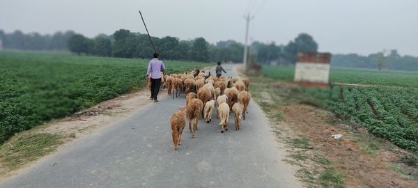 Rear view of person with dog on road amidst agricultural field