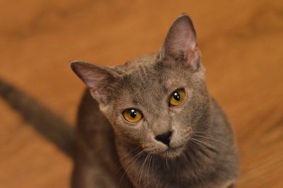 Close-up portrait of cat