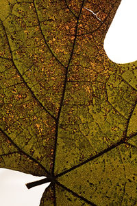 Low angle view of tree leaves against sky