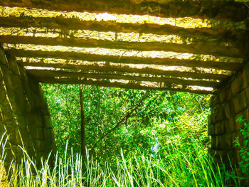 Low angle view of bamboo trees in forest