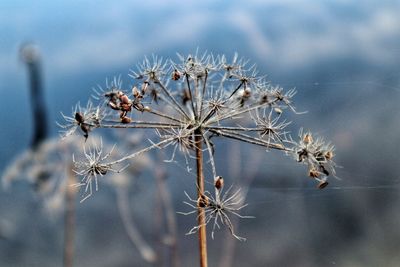 Close-up of frozen plant