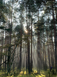 Trees in forest