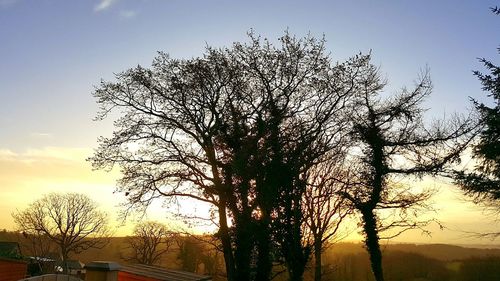 Silhouette tree against sky during sunset