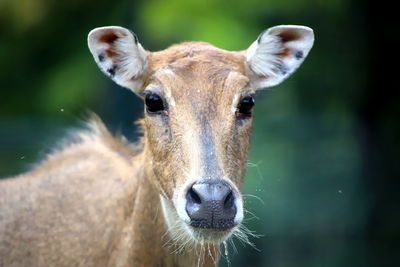 Close-up of an animal
