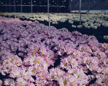 Close-up of pink flowering plant on field