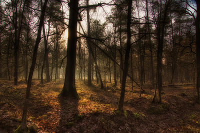 Trees in forest