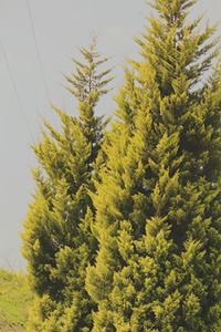 Low angle view of trees