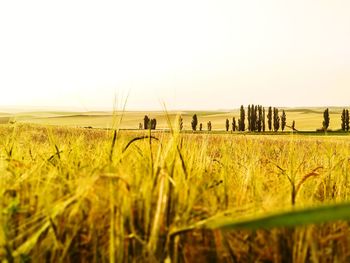 Scenic view of agricultural field against clear sky