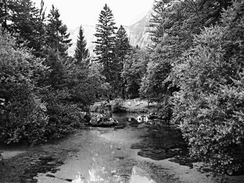 View of river with trees in background