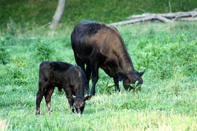 Horses grazing on field