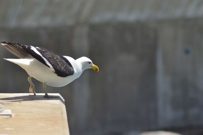 Close-up of seagull perching on retaining wall