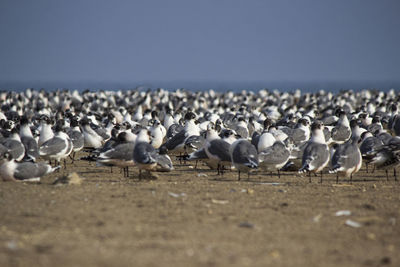 Flock of seagulls on beach against clear sky