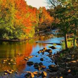 Scenic view of lake in forest during autumn