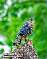 Close-up of bird perching on wooden post