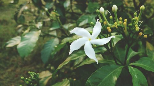 Close-up of white flower blooming outdoors