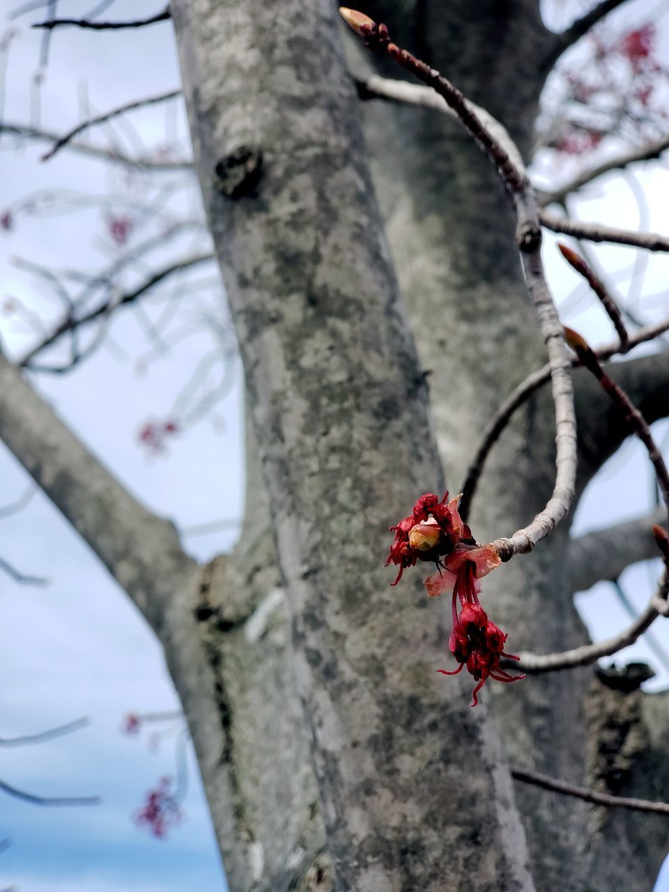 LOW ANGLE VIEW OF RED CHERRY ON TREE
