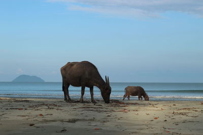 Horses on beach