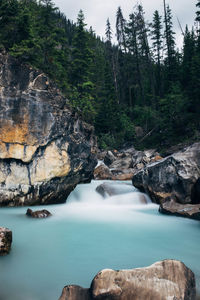 Scenic view of river in forest against sky