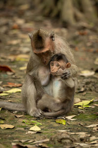 Long-tailed macaque sits nursing baby among leaves