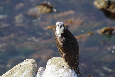 Bird perching on rock