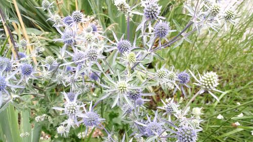 Close-up of flowers