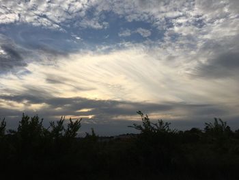 Trees against sky during sunset