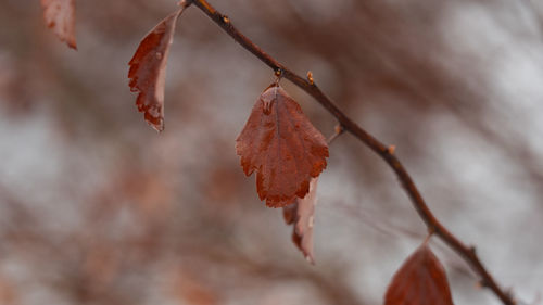 Close-up of dry leaves on branch