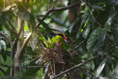 Close-up of bird perching on tree