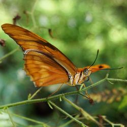 Close-up of butterfly perching on leaf