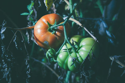 Close-up of tomatoes on plant