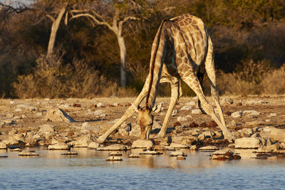 Horse drinking water