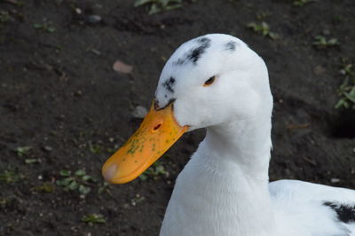 Close-up of a bird