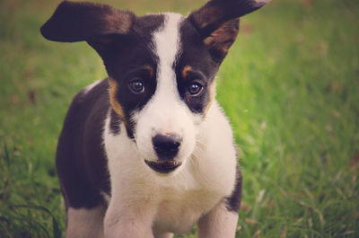 Close-up portrait of dog on grassy field