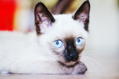 Close-up portrait of a cat