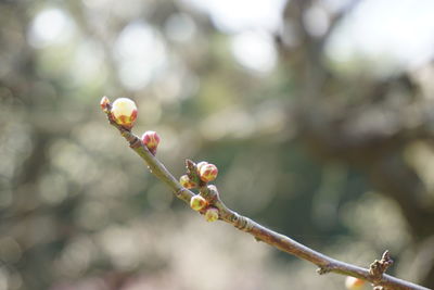 Close-up of berries growing on tree