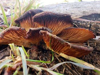 Close-up of mushroom growing on field