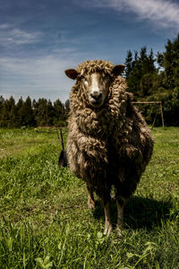 Portrait of an animal on field