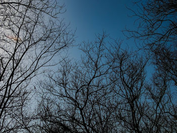 Low angle view of bare trees against clear sky