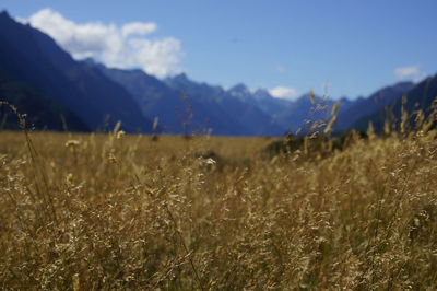 Close-up of wheat field against sky