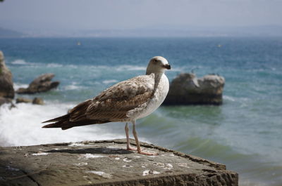 Close-up of bird perching on rock by sea against sky