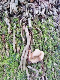 Close-up of mushrooms growing on tree trunk