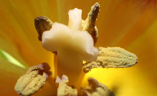 Close-up of yellow flowers growing outdoors