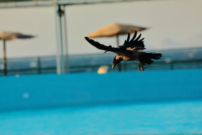 Bird flying over swimming pool