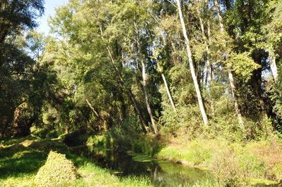 Scenic view of forest