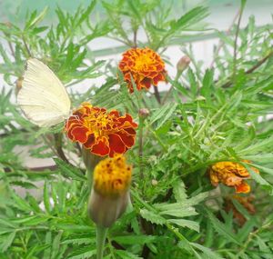 Close-up of orange butterfly on flower