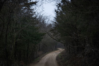 Dirt road amidst trees in forest