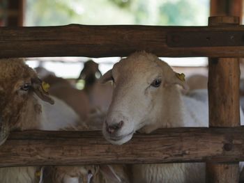 Portrait of cow in barn