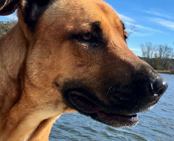 Close-up of dog by water against sky
